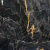 FUSION GOLD BLACK